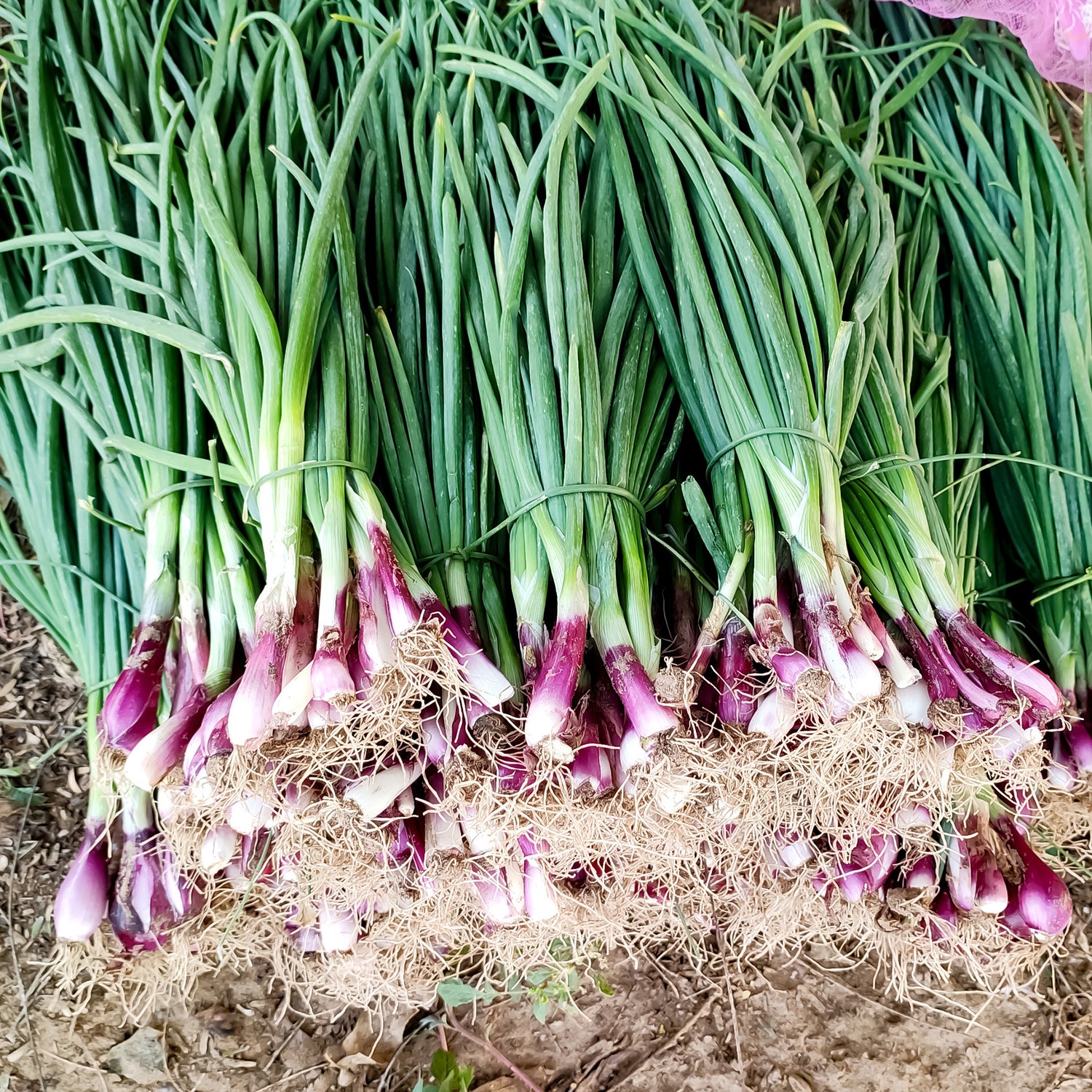Allium fistulosum - Pijpajuin