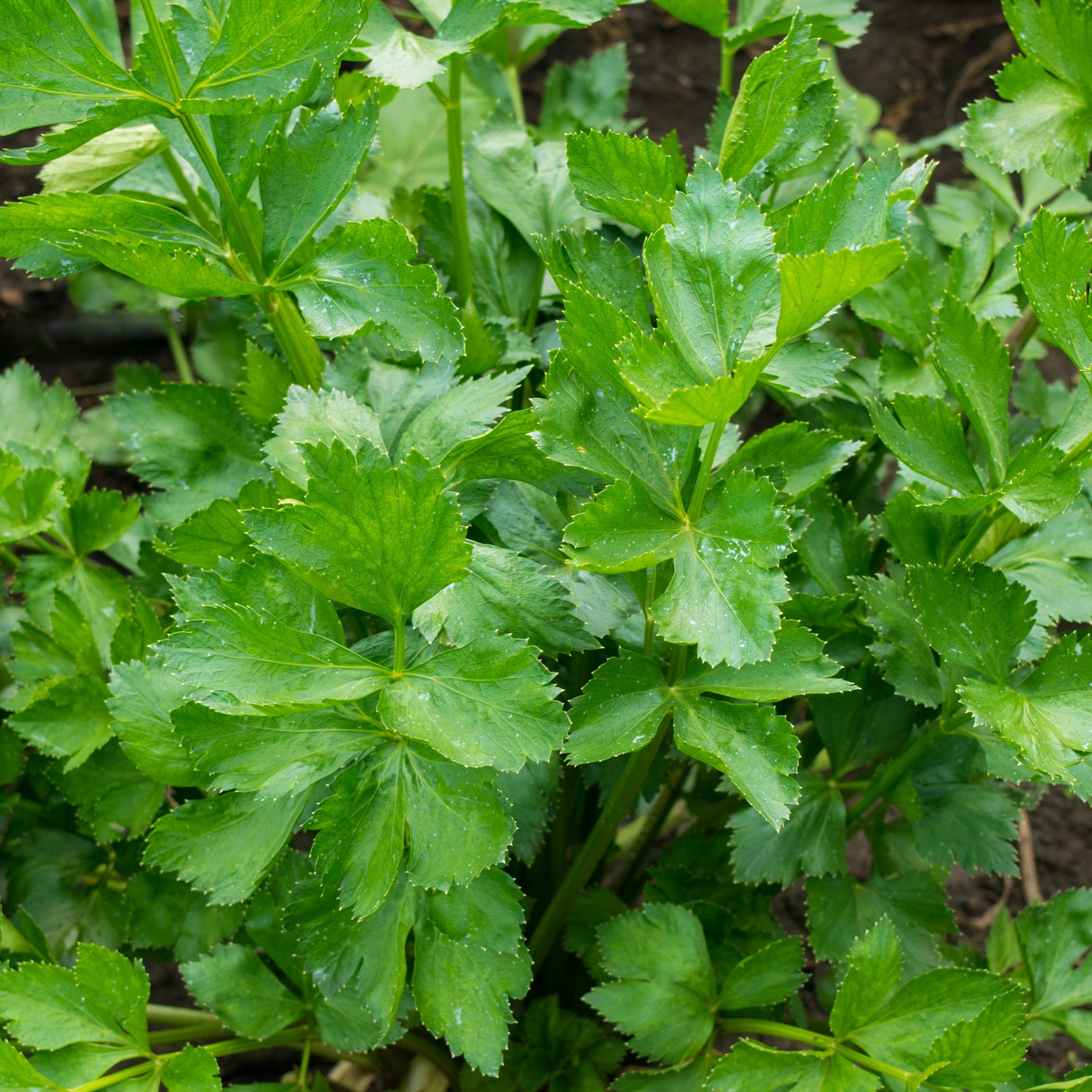 Selderij - Apium graveolens - Bakker