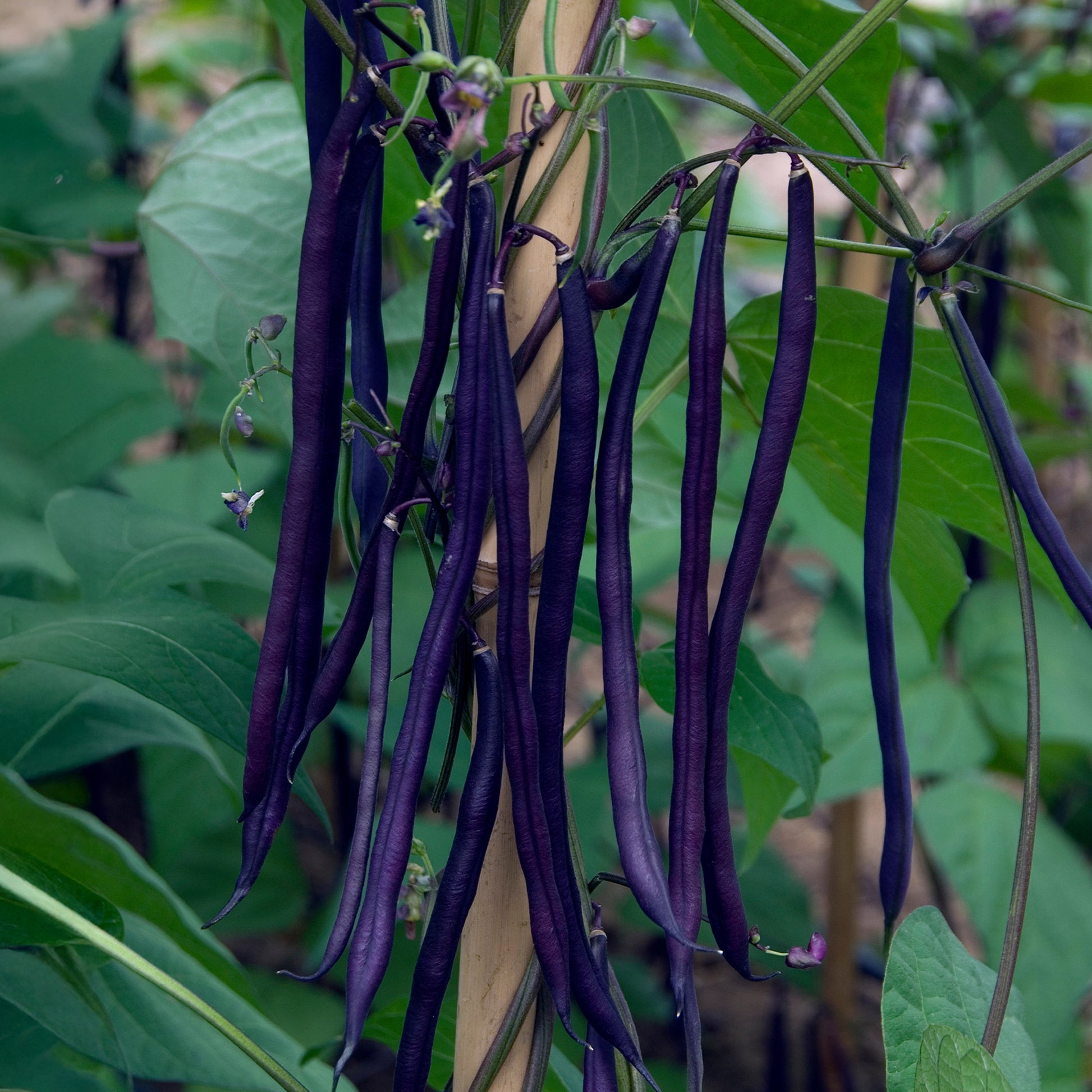Phaseolus vulgaris - Paarse sperzieboon - Bonenzaden