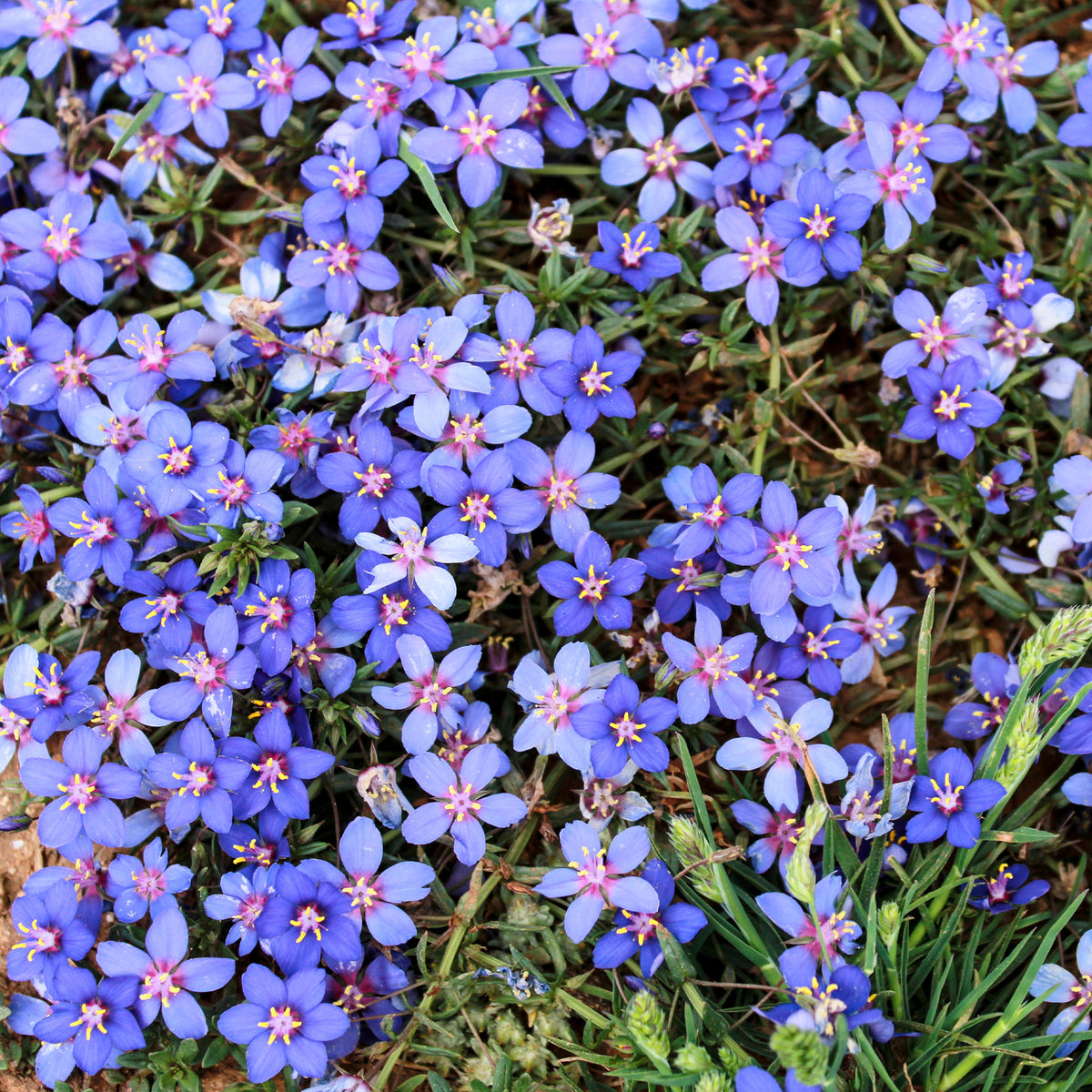 Blauw guichelheil - Anagallis linifolia - Bakker
