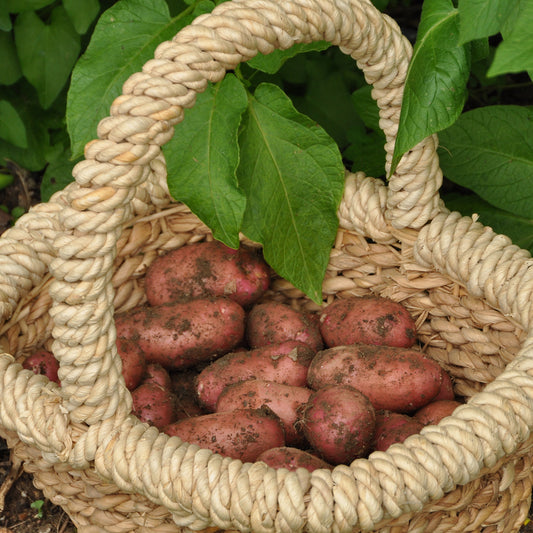 Aardappel 'Rose de France' - Bakker
