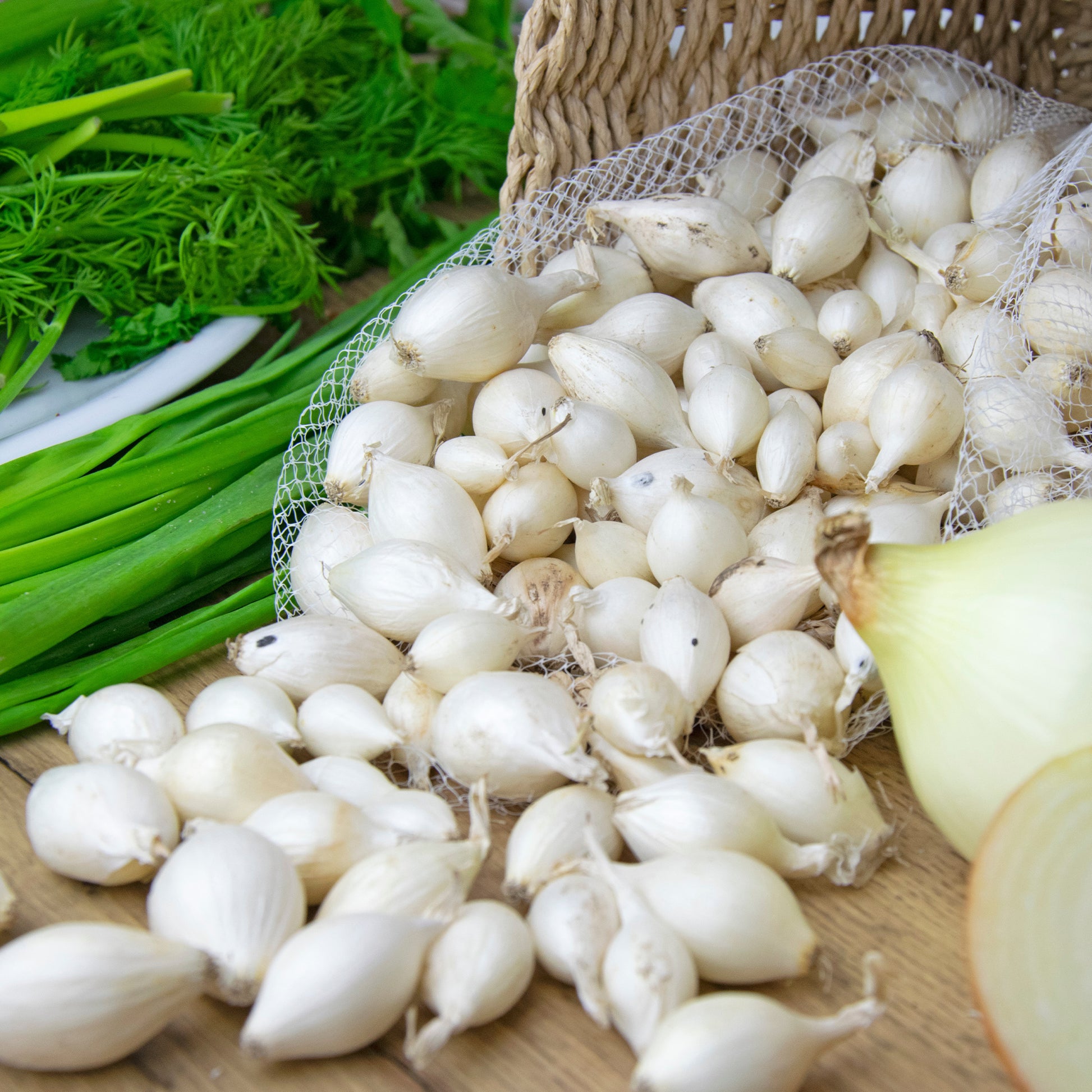 Allium cepa snowball, stuttgart, brunswick - Uiencollectie: Sneeuwbal, Stuttgart, Brunswijk (x3) - Uien