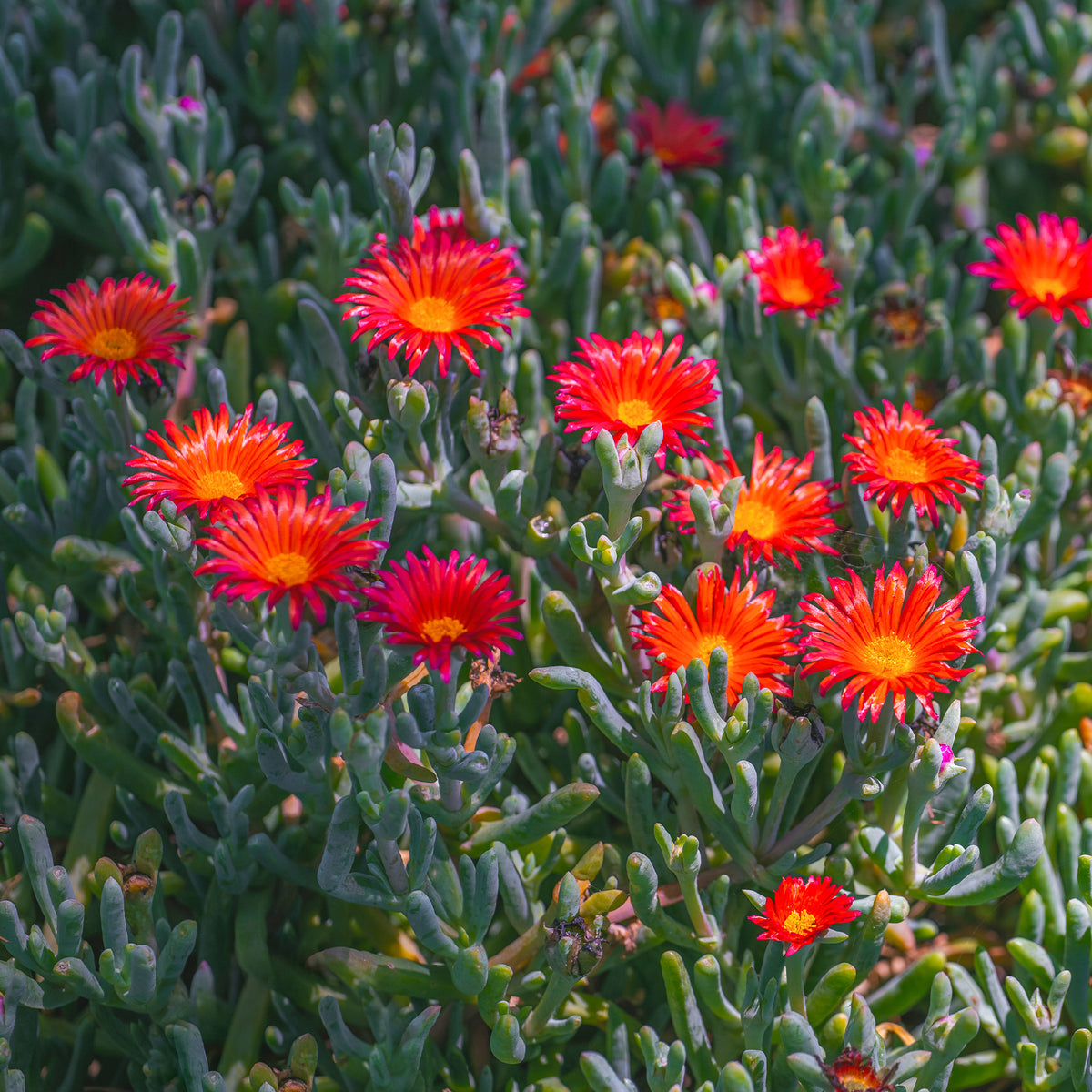 IJsbloem - rood - Bakker