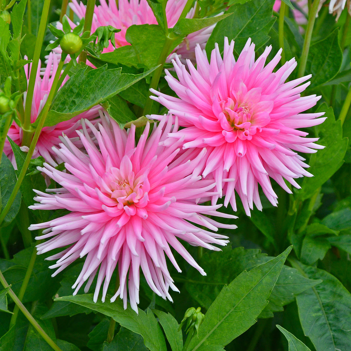 Dahlia 'Park Princess' (x3) - Dahlia Park Princess - Bakker