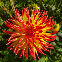 Dahlia  - Cactus Dahlia 'Firebird' (x3) - Dahlia cactus oiseau de feu