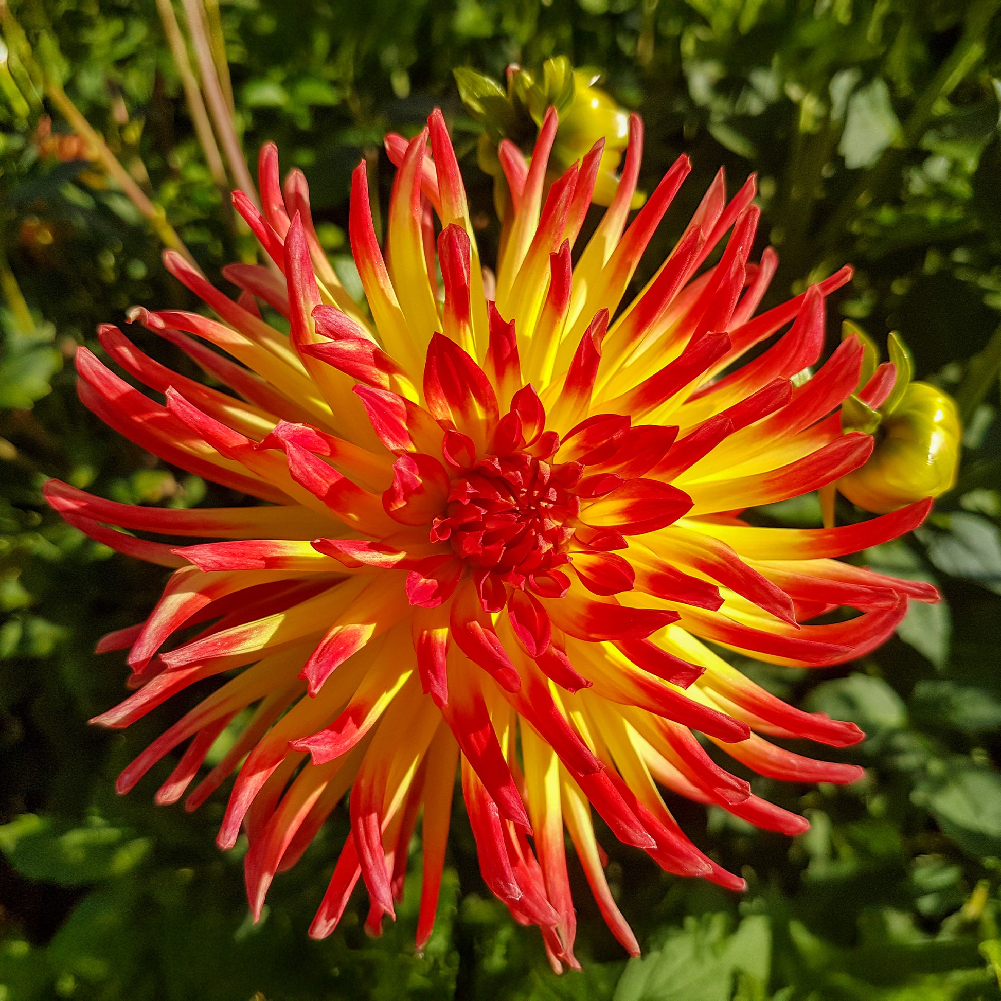 Dahlia  - Cactus Dahlia 'Firebird' (x3) - Dahlia cactus oiseau de feu