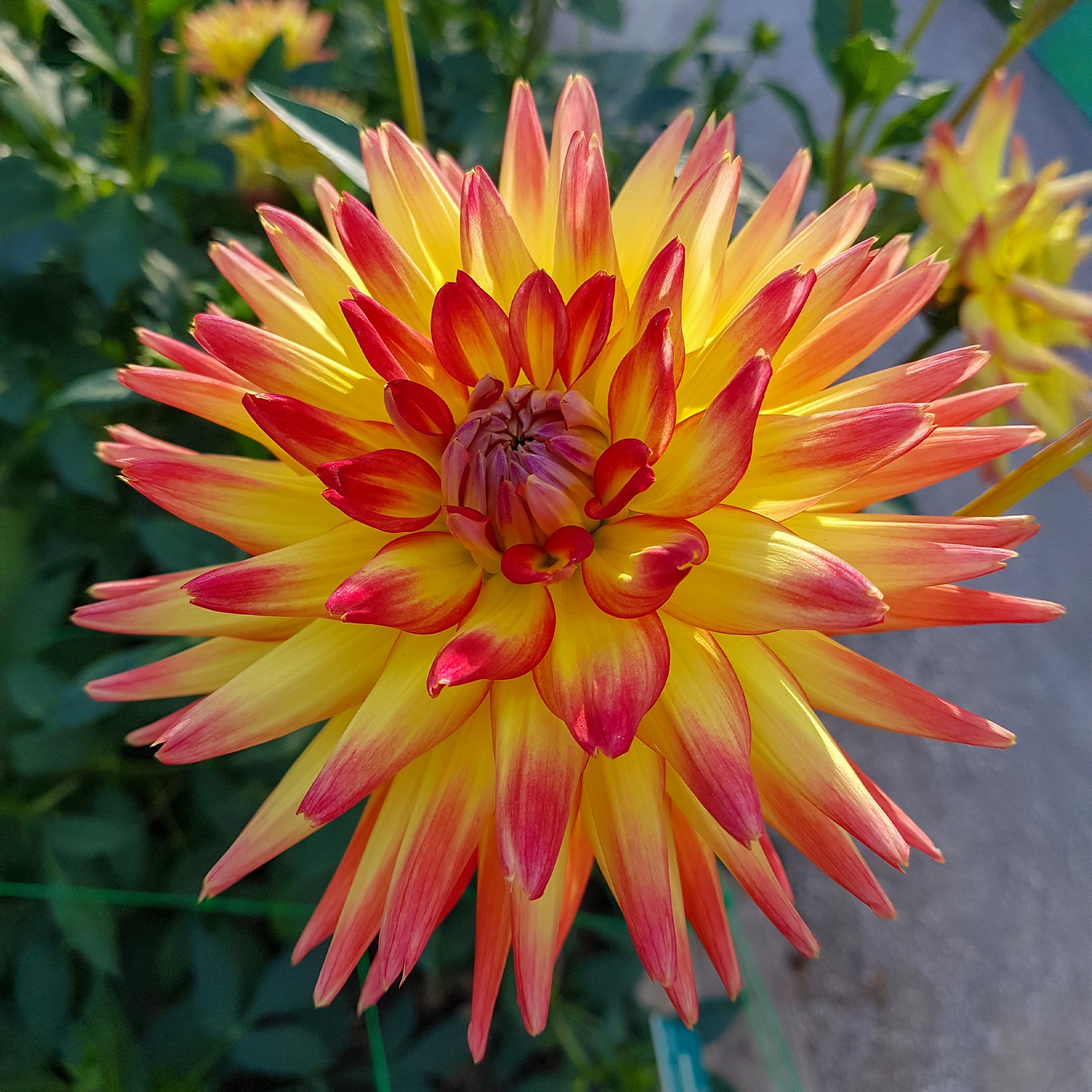 Dahlia cactus oiseau de feu - Cactus Dahlia 'Firebird' (x3) - Dahlia 