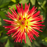 Verkoop Cactus Dahlia 'Firebird' (x3) - Dahlia cactus oiseau de feu