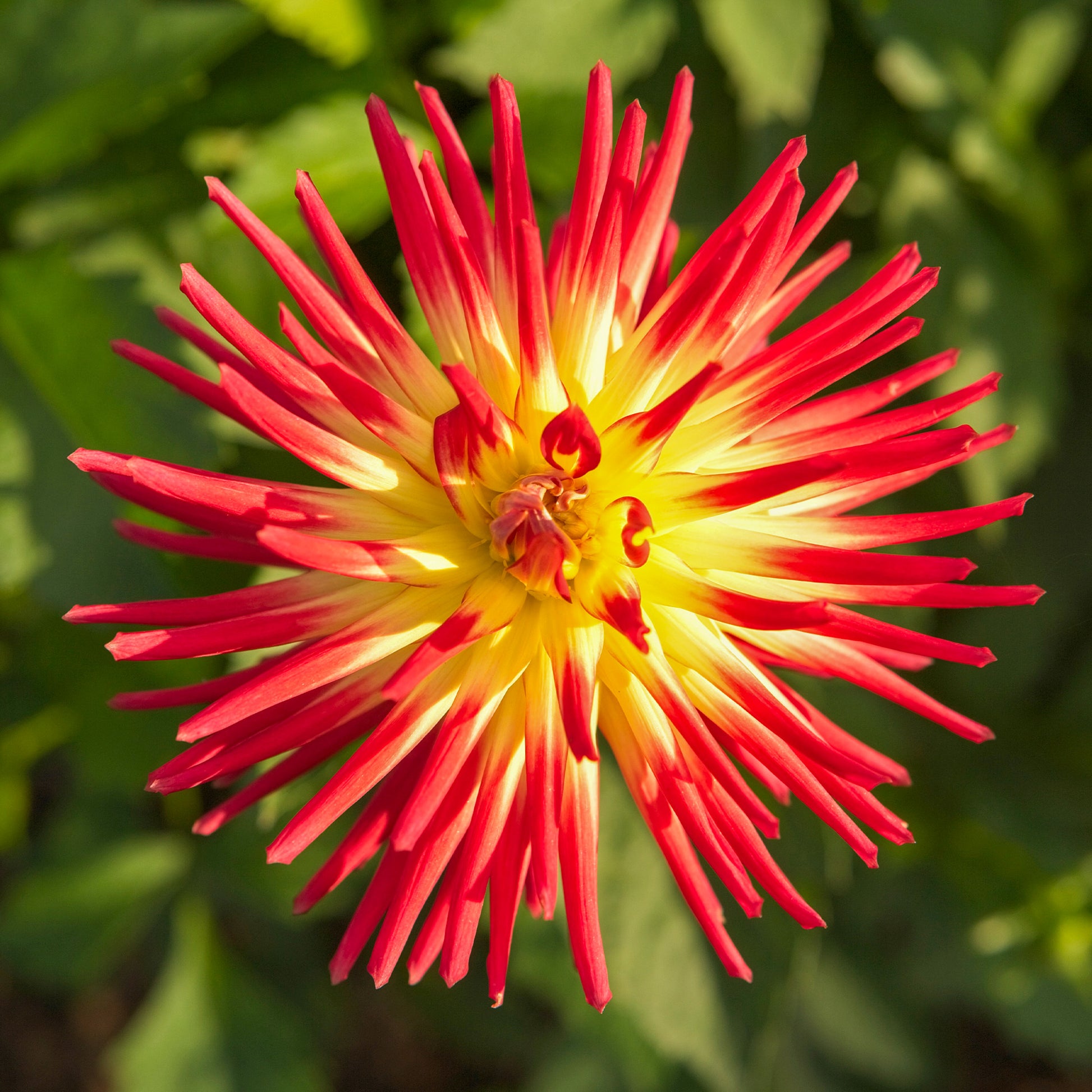 Verkoop Cactus Dahlia 'Firebird' (x3) - Dahlia cactus oiseau de feu