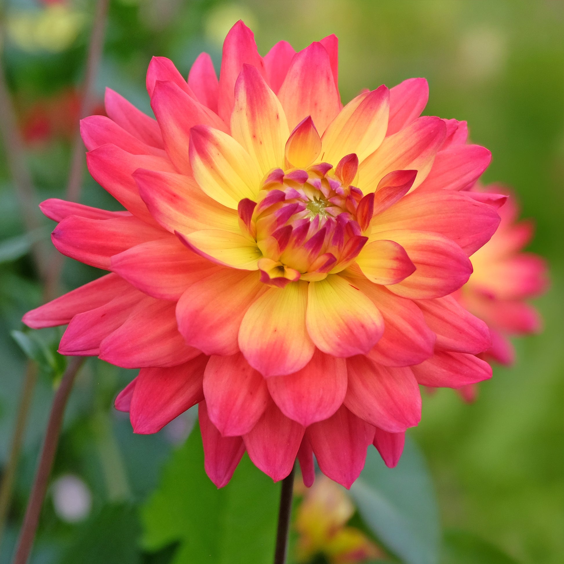 Dahlia 'Tricolore' (x3) - Dahlia tricolore - Bakker