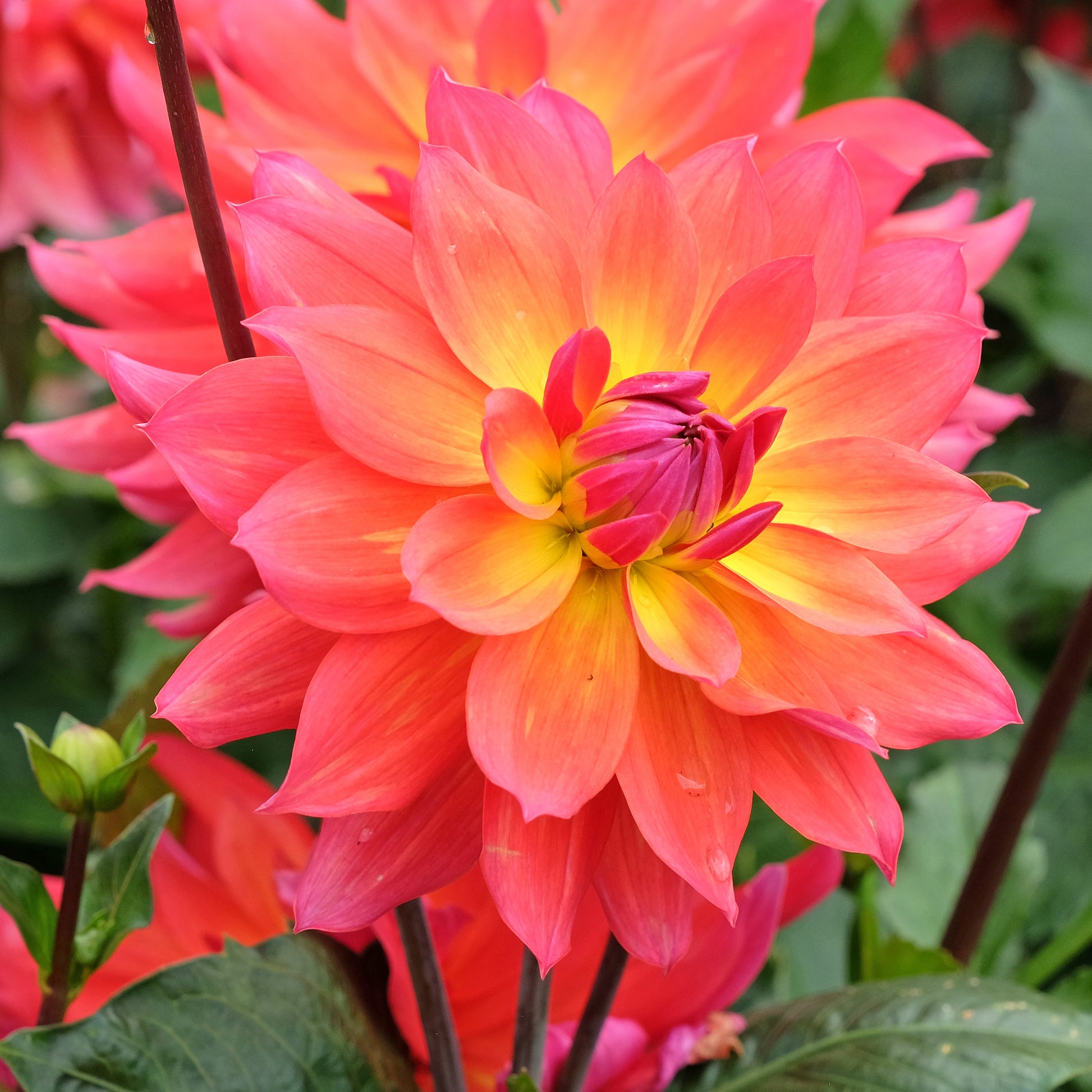 Dahlia 'Tricolore' (x3) - Bakker