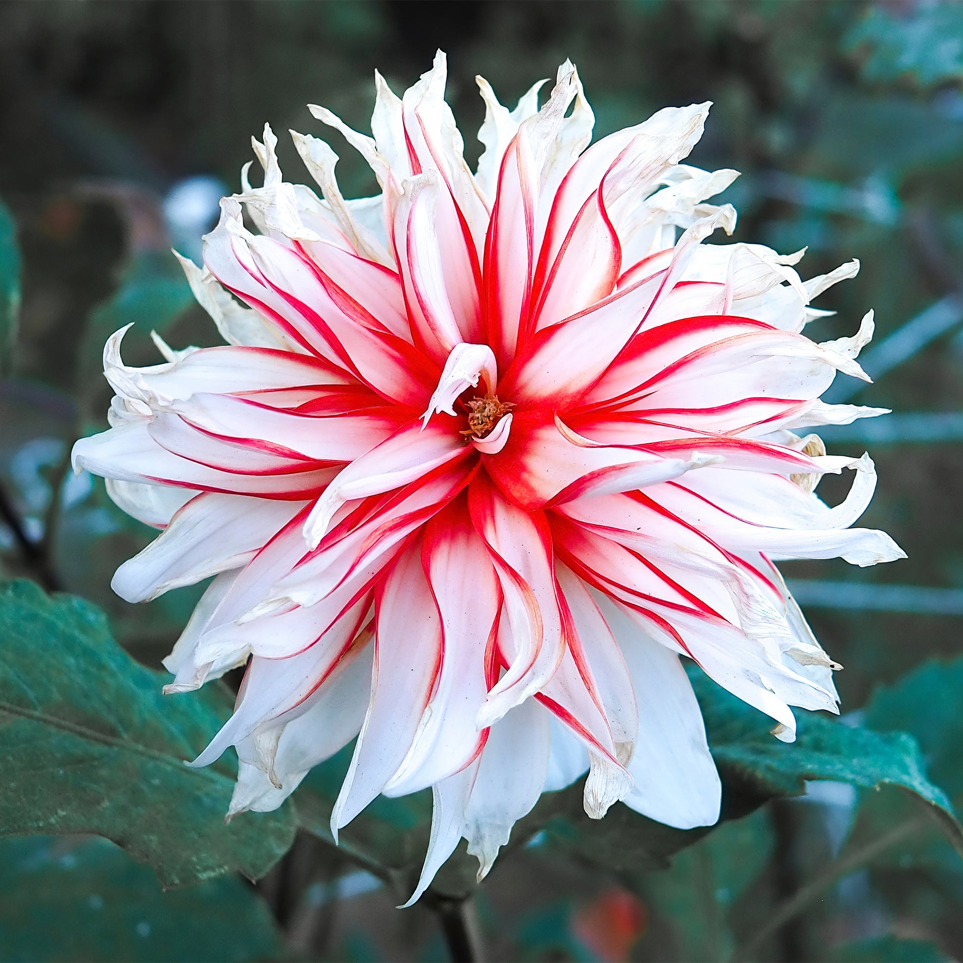 Dahlia 'Santa Claus' (x3) - Dahlia santa claus - Bakker