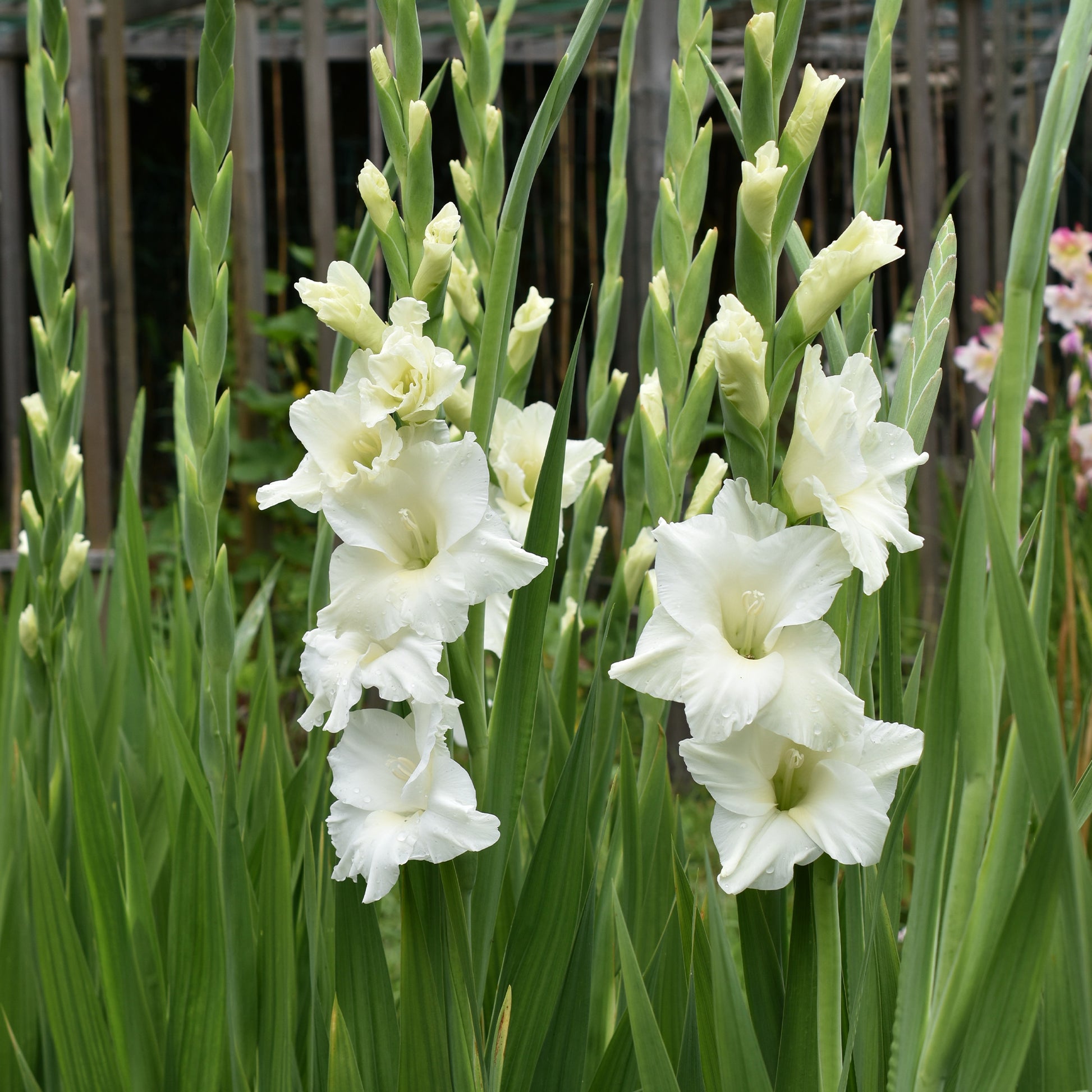 Gladiool 'White Prosperity' (x25) - Gladiolus white prosperity - Bakker