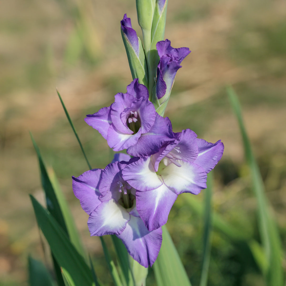 Gladiool 'Nori' (x25) - Gladiolus nori - Bakker
