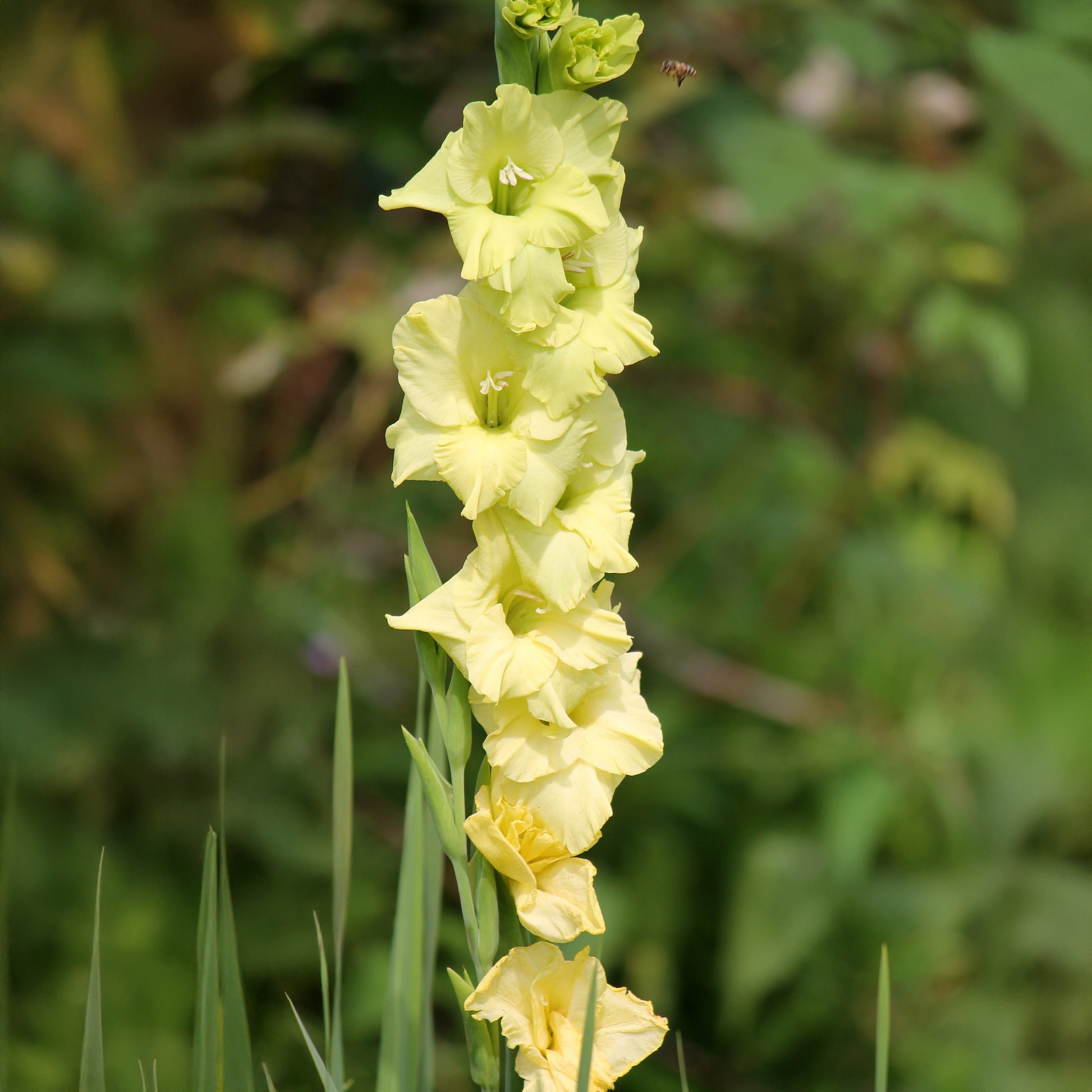 Gladiool Dingadong (x25) - Gladiolus Dingadong - Bakker