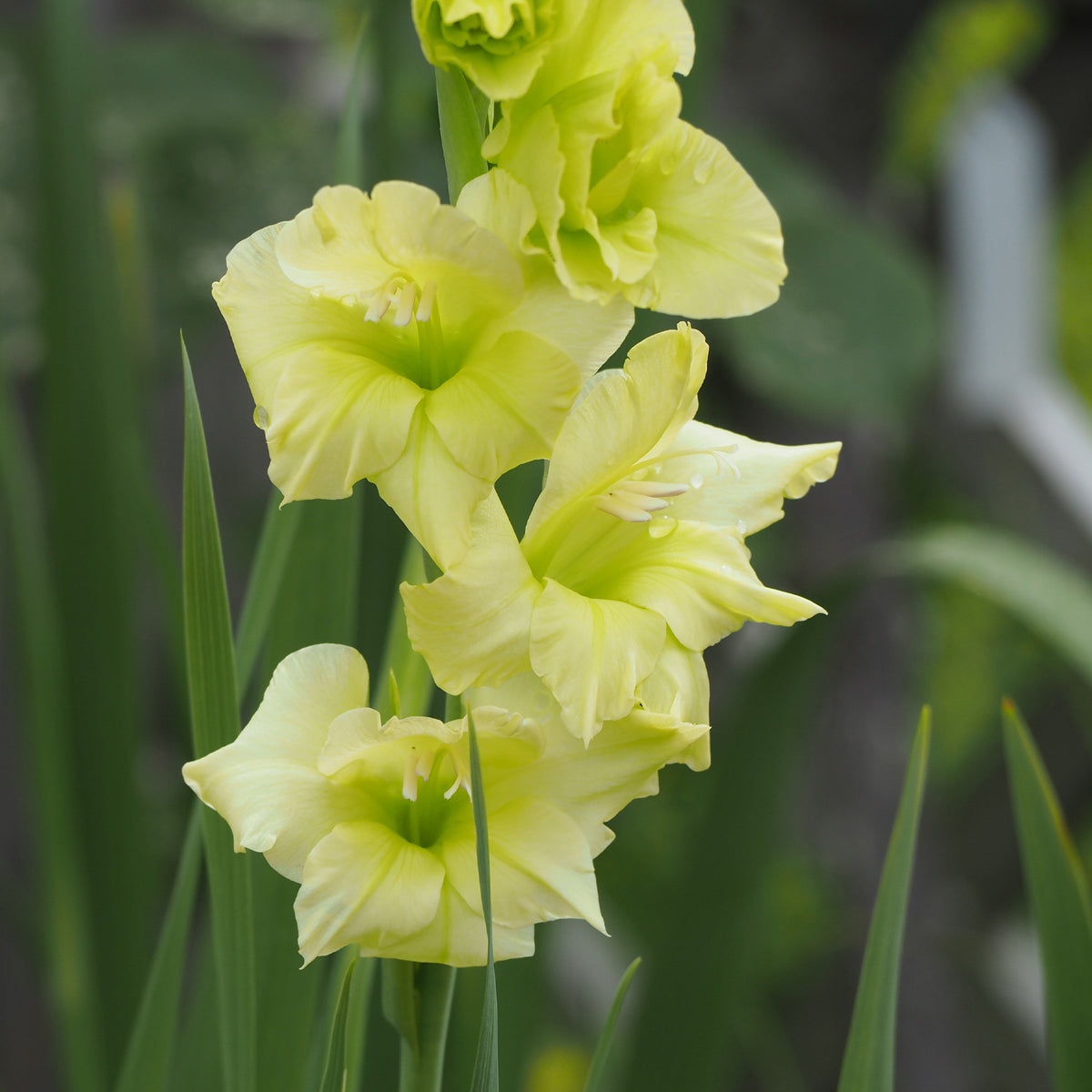 Gladiool Dingadong (x25) - Bakker