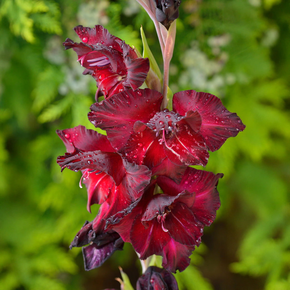 Gladiool Black Surprise (x25) - Bakker