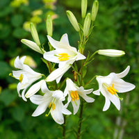Madonnalelie's (x2) - Lilium candidum - Bakker