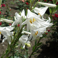 Lilium candidum - Madonnalelie's (x2) - Lelie