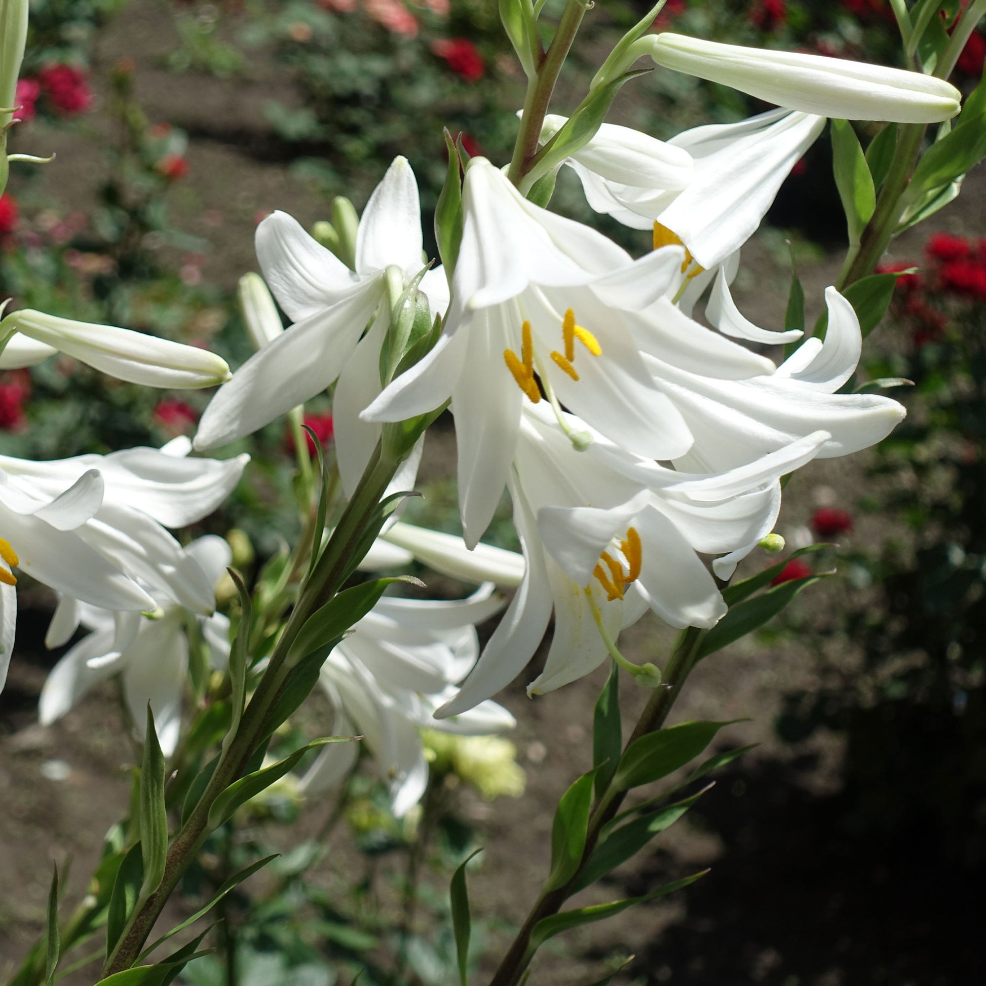 Lilium candidum - Madonnalelie's (x2) - Lelie