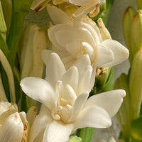 Tuberoos 'The Pearl' (x3) - Polianthes tuberosa the pearl - Bakker