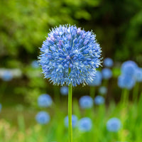 Allium Caeruleum (x20) - Bakker