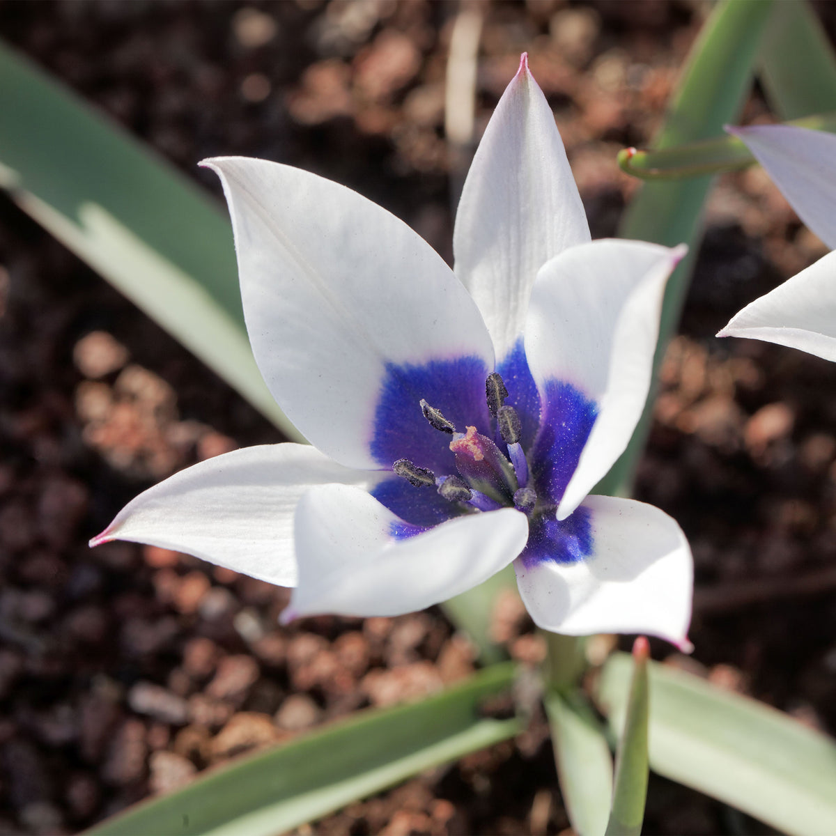 Botanische tulp 'Alba Coerulea Oculata' (x4)