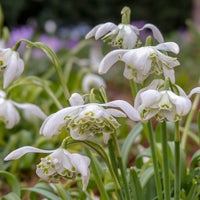Sneeuwklokje 'Flore Pleno' (x10) - Galanthus nivalis flore pleno - Bakker