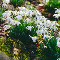 Galanthus nivalis flore pleno - Sneeuwklokje 'Flore Pleno' (x10) - Sneeuwklokjes