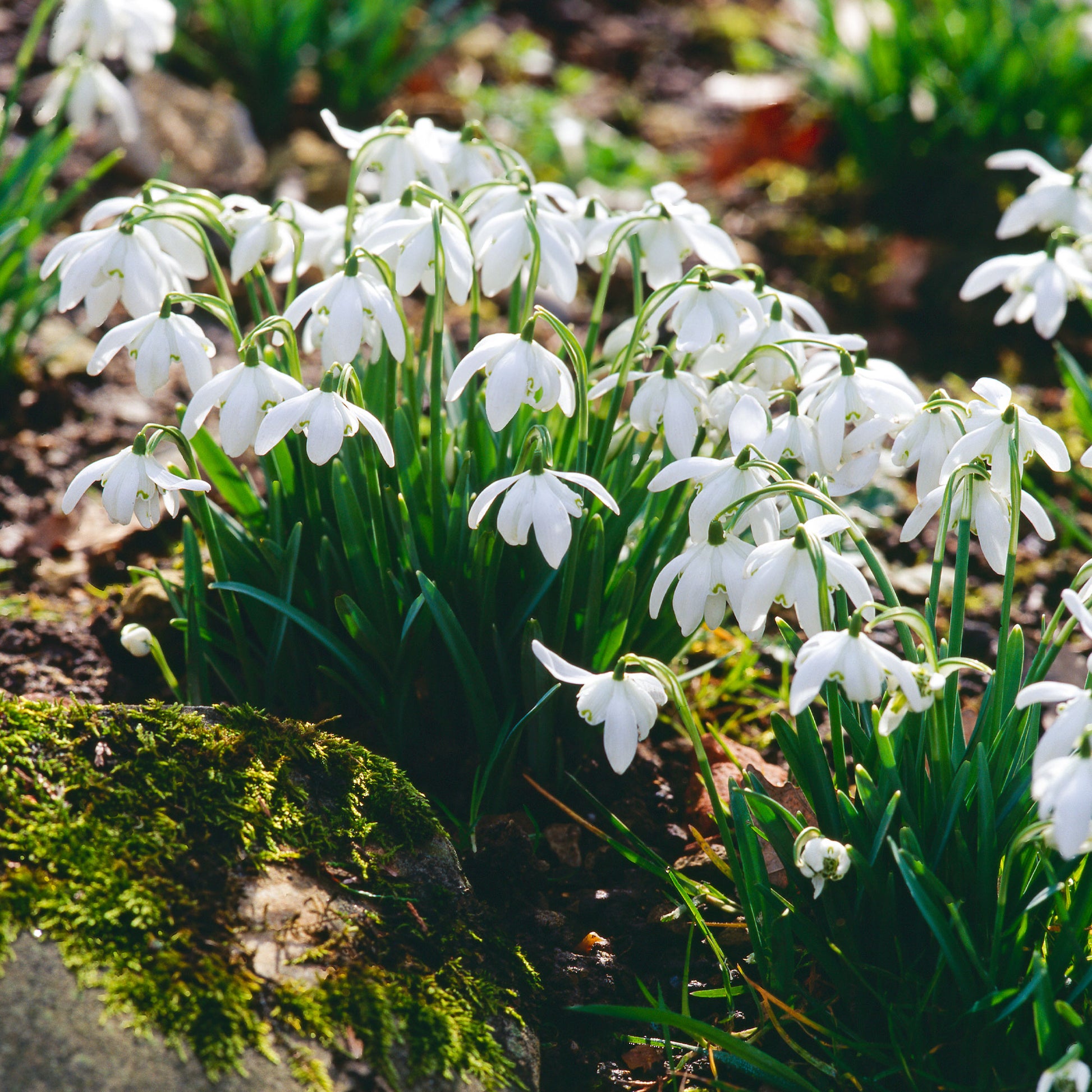 Galanthus nivalis flore pleno - Sneeuwklokje 'Flore Pleno' (x10) - Sneeuwklokjes