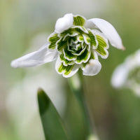 Sneeuwklokjes - Sneeuwklokje 'Flore Pleno' (x10) - Galanthus nivalis flore pleno