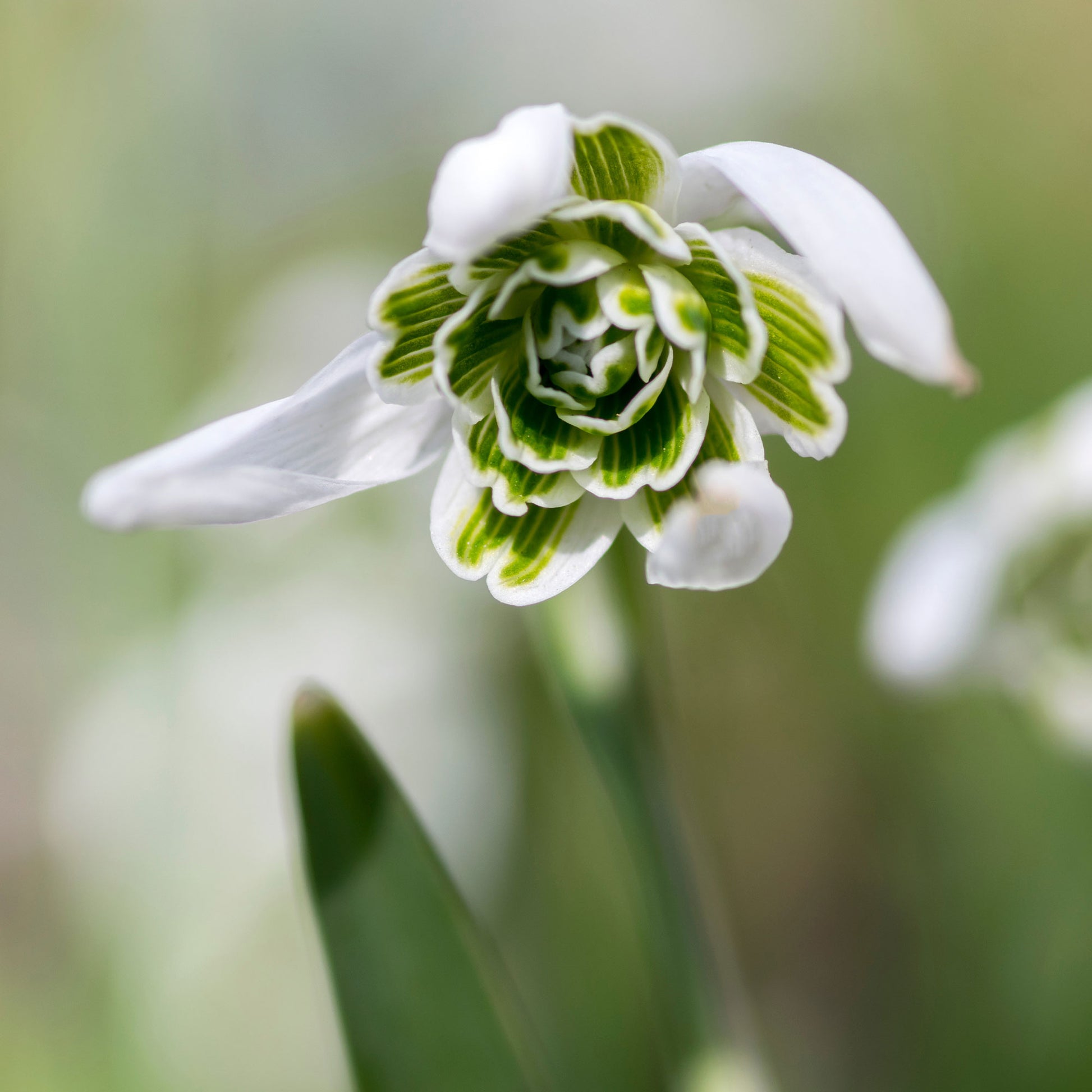 Sneeuwklokjes - Sneeuwklokje 'Flore Pleno' (x10) - Galanthus nivalis flore pleno