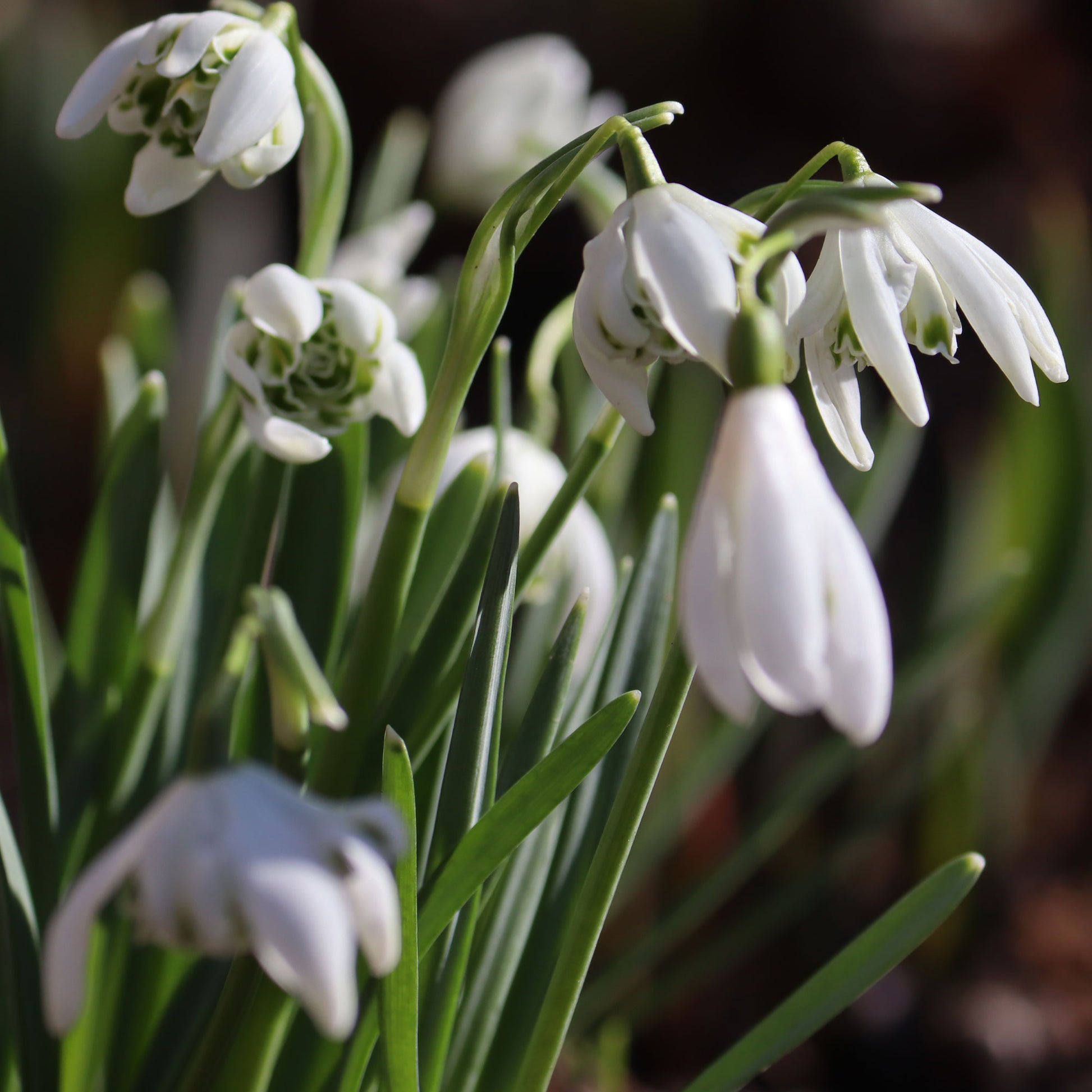 Verkoop Sneeuwklokje 'Flore Pleno' (x10) - Galanthus nivalis flore pleno