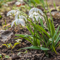 Verkoop Sneeuwklokje 'Flore Pleno' (x10)