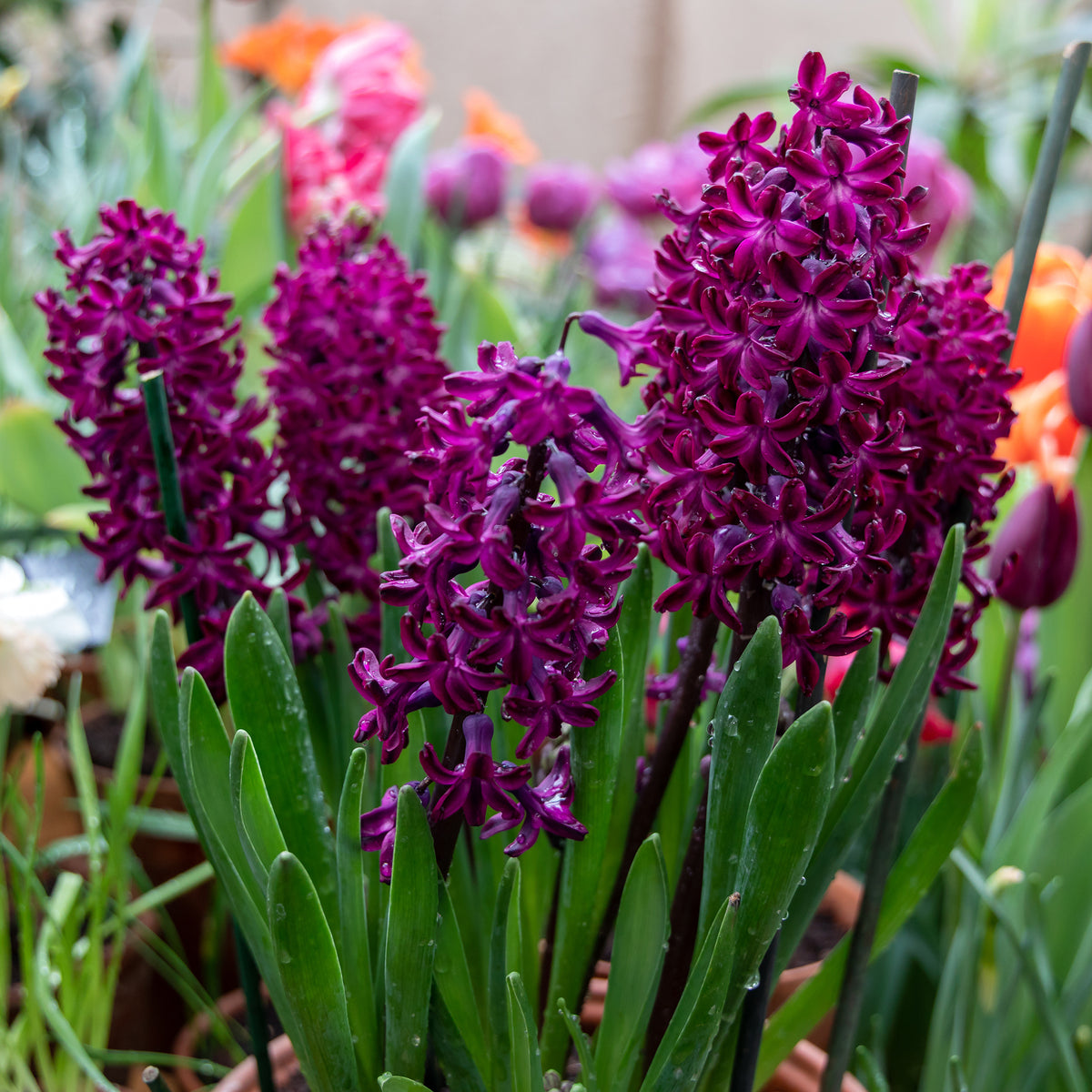 Hyacinthen 'Woodstock' (x6) - Hyacinthus orientalis woodstock - Bakker