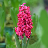 Hyacinthen 'Jan Bos' (x6) - Bakker