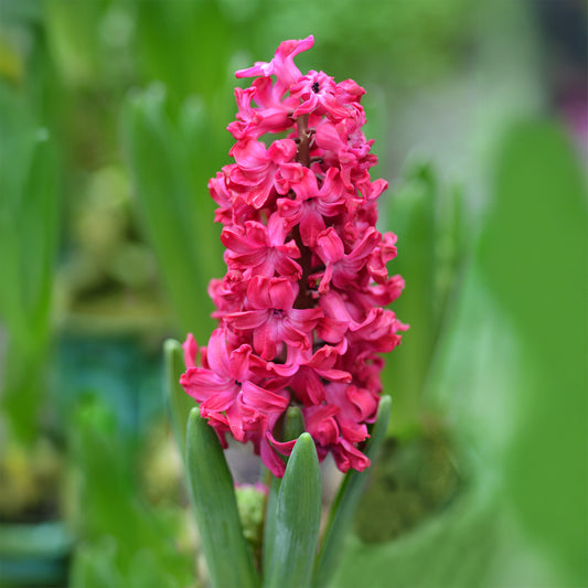 Hyacinthen 'Jan Bos' (x6) - Bakker