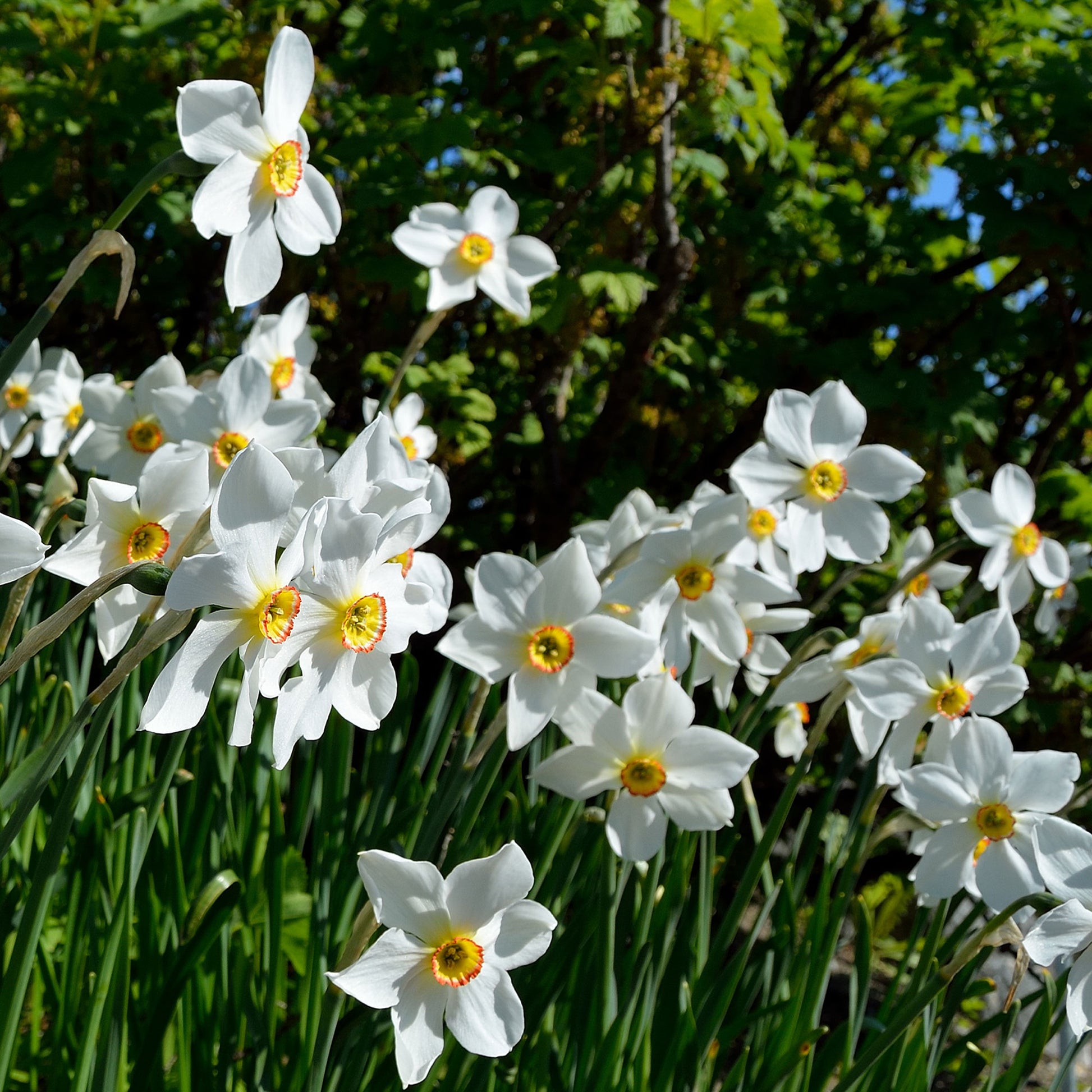 Narcissus poeticus Actea - Narcissen poeticus 'Actea' (x10) - Narcissen