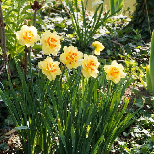 Dubbele Narcissen 'Tahiti' (x10) - Bakker