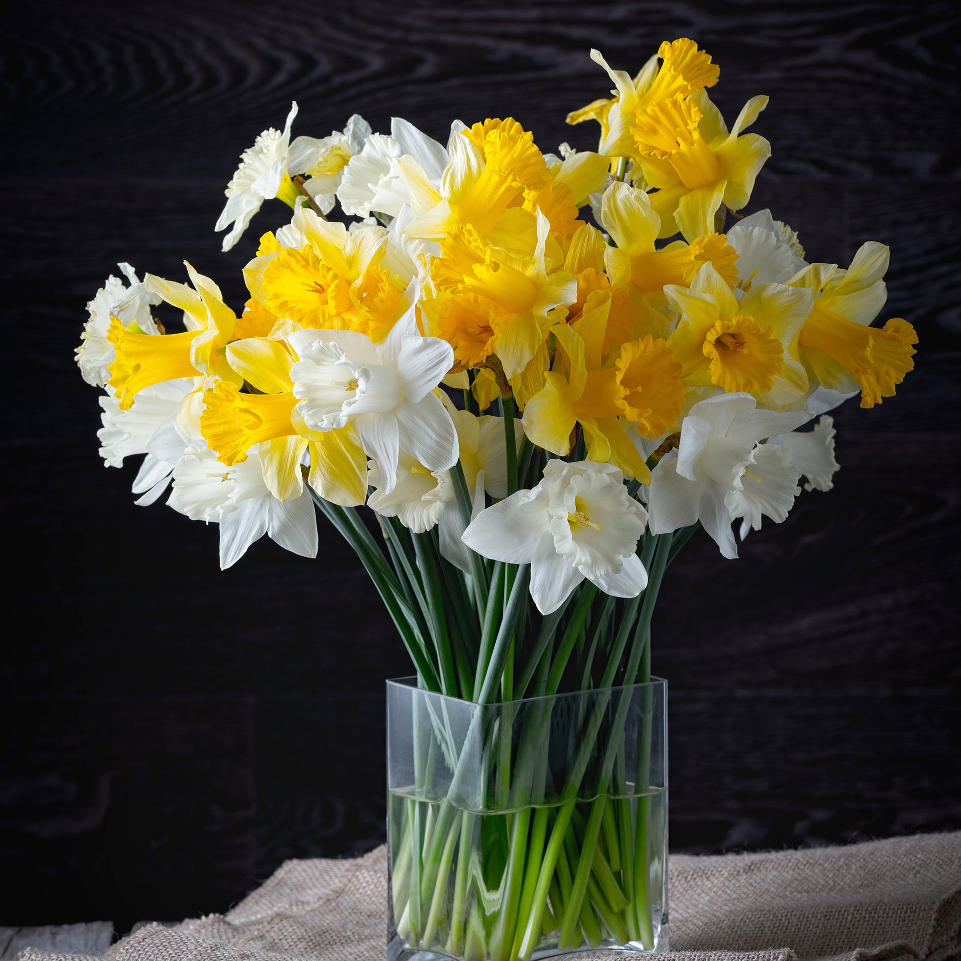 Verkoop Narcissen 'Rijnveld's Early Sensation' (x10)