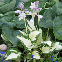 Hosta 'Fire and Ice '