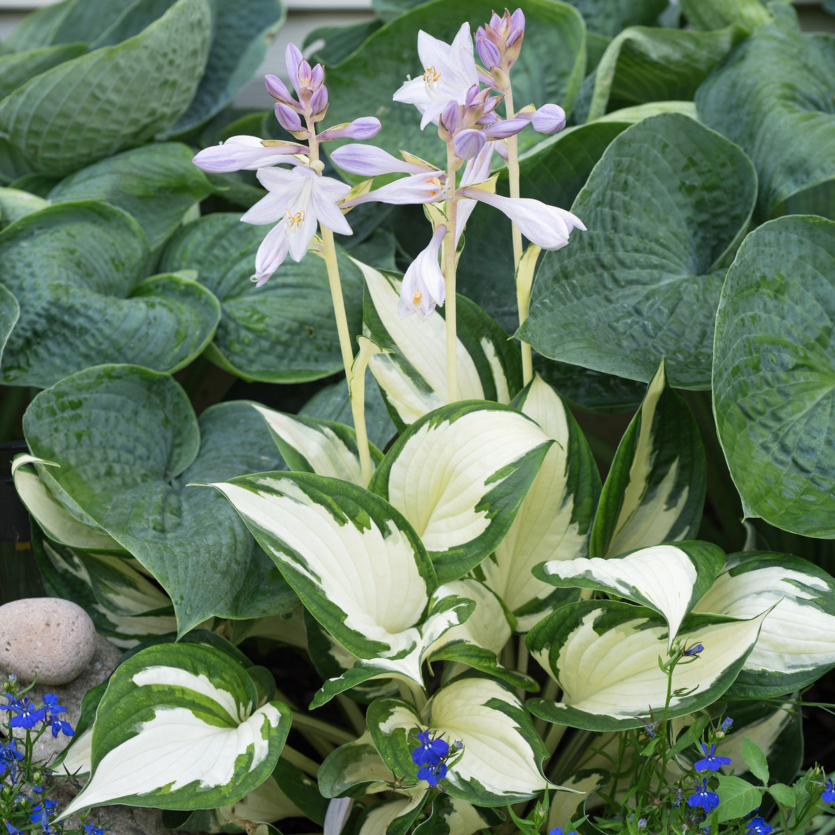 Hosta 'Fire and Ice ' - Hosta Fire and Ice - Bakker