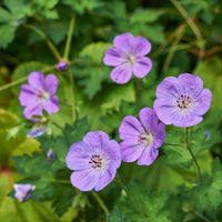 Geraniums - Ooievaarsbek Himalaya - Geranium himalayense