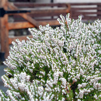Winterheide - wit (x3) - Erica carnea - Tuinplanten