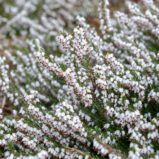 Winterheide - wit (x3) - Erica carnea - Heesters en vaste planten