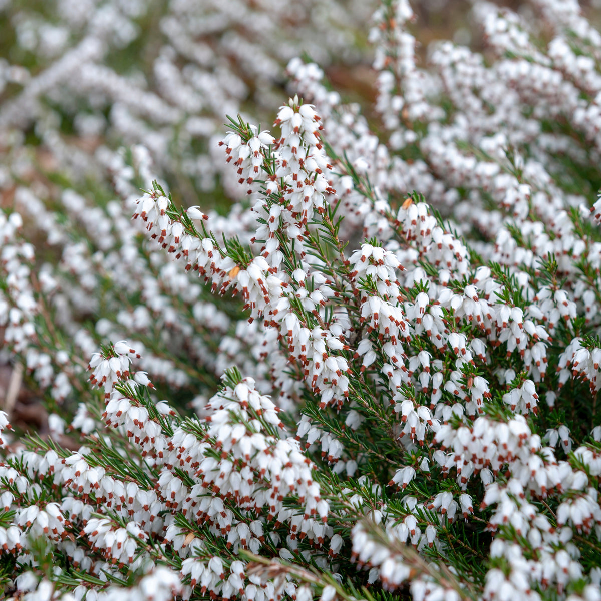 Winterheide - wit (x3) - Erica carnea - Bakker