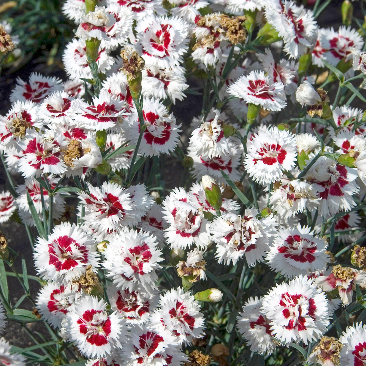 Anjer (x2) - Dianthus spiculifolius - Bakker
