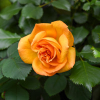 Grootbloemige roos 'Whisky' - Rosa whisky - Bakker