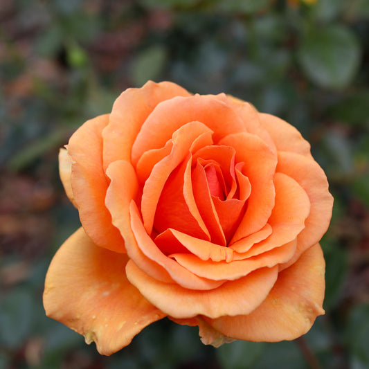 Grootbloemige roos 'Whisky' - Bakker