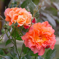 Rozen - Naakte wortels - Klimroos 'Westerland' - Rosa Westerland®